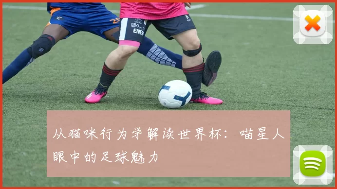 从猫咪行为学解读世界杯:喵星人眼中的足球魅力