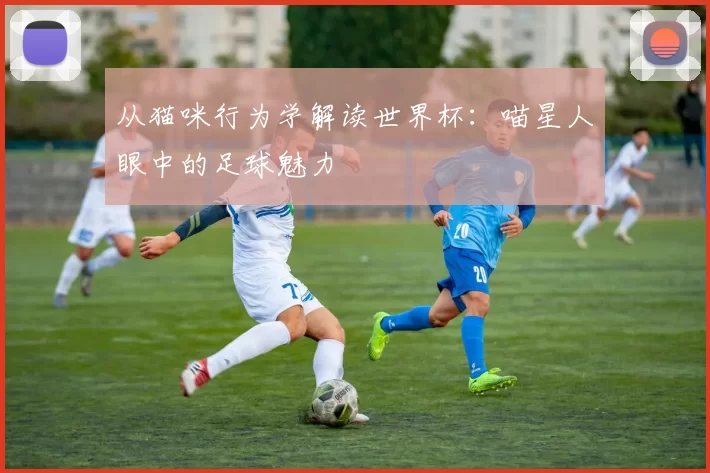 从猫咪行为学解读世界杯：喵星人眼中的足球魅力